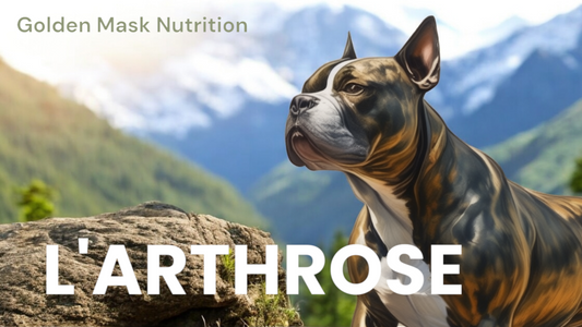 ATHROSE DU CHIEN DES SOLUTIONS